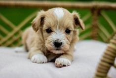 a small brown and white dog laying on top of a chair