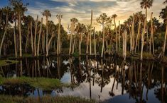 palm trees are reflected in the still water