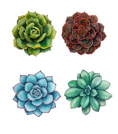 four different types of succulents are shown in this drawing technique, each one has