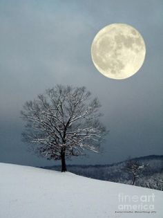 a tree in the snow under a full moon