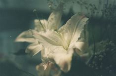 some white flowers in a vase with water droplets on the petals and buds around them