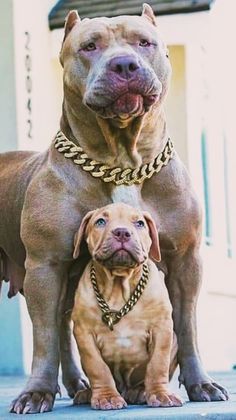 two dogs are standing next to each other wearing gold chains on their necks and collars