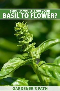 a green plant with the words, should you allow your basil to flower?