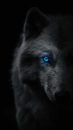 a wolf with blue eyes in the dark