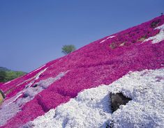 a man standing on top of a hill covered in pink and white flowers with trees in the background