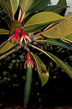 a plant with red and yellow flowers on it's leaves in front of some trees