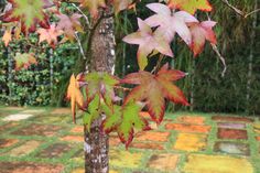 a tree with red and green leaves in front of a brick walkway that has colorful tiles on it