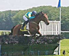 a jockey riding a horse over a hurdle