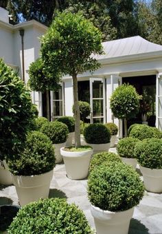 several potted trees in front of a white house