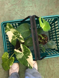 a person standing next to a green basket with plants in it and one foot on the ground