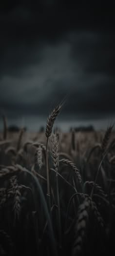 a wheat field with dark clouds in the background and some grain still on the stalk