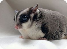 a small gray and white animal sitting on top of a white blanket next to a window