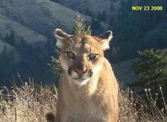 a mountain lion standing on top of a dry grass field