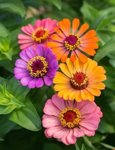 several colorful flowers are growing in the garden