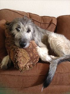 a dog laying on top of a couch holding a pillow