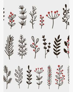 various types of plants and berries on a white background illustration by person, via flickon