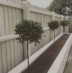 three small trees are in the middle of a long row of concrete planters near a white fence