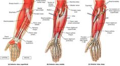 the muscles are labeled in red and green, with their names on each armband