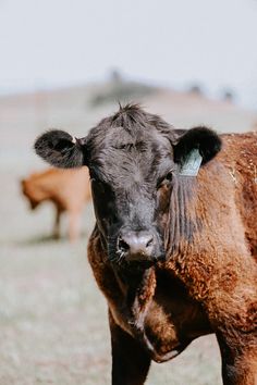 a brown cow standing on top of a dry grass covered field with other cows in the background