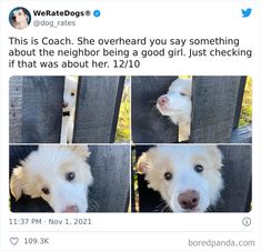 a white dog with blue eyes is looking at the camera and has four pictures of it's face