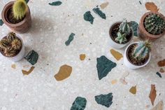 three potted cactus plants sitting on top of a table next to each other,