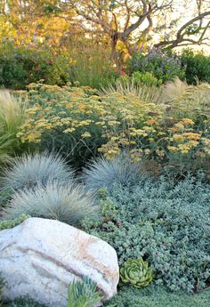 the garden is full of different types of plants and flowers, including grasses, succulents, and rocks