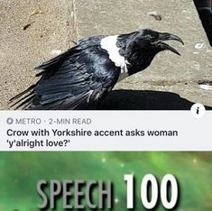 a bird sitting on the ground next to a sign that says, crow with yorkshire accent asks woman y'alright love?