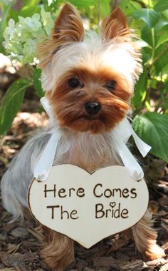 a small dog wearing a sign that says here comes the bride on it's chest