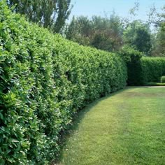 a hedge lined path in the middle of a garden