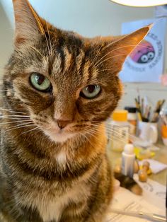 a cat sitting on top of a desk next to a lamp