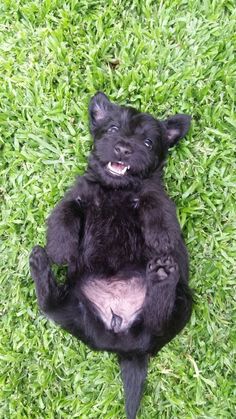 a small black dog sitting on its back in the grass with it's paws up