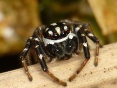 a large spider sitting on top of a piece of wood