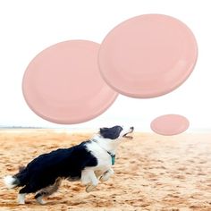 a black and white dog is running on the beach with three pink balloons in the air