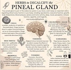 The Endocrine System, Herbal Education, Medical Herbs, Magia Das Ervas, Magic Herbs, Pineal Gland, Herbal Recipes, Herbal Apothecary, Natural Healing Remedies