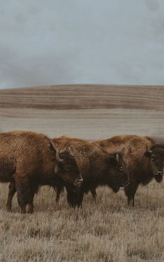 three bison are standing in the middle of a field with brown grass and hills behind them