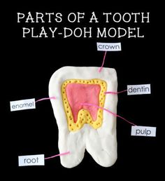 an image of a tooth with all the parts labeled