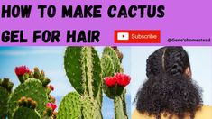 How to make cactus gel Caribbean hair secret #cactus #cactusforhair (@geneshomestead ) #cactusgel - YouTube Prickly Pear Recipes, Hair Masks For Dry Damaged Hair, Dreads Care, Cactus Water, Hair Secrets, Cactus Diy, Pear Recipes, Hair Masks, Prickly Pear Cactus