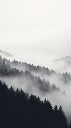 black and white photograph of trees in the foggy mountains with low lying mist on them