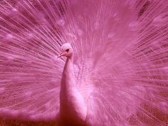 a pink peacock with its feathers spread out