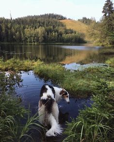 a black and white dog is standing in the water near some bushes, grass and trees