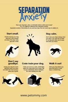 Separation anxiety in dogs Dog Infographic, Positive Dog Training, Puppies Tips, Puppy Training Tips, Dog Health Care, Dog Facts, Dog Care Tips, Puppy Care