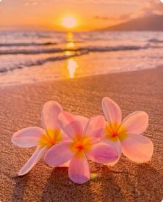 two pink flowers sitting on top of a sandy beach next to the ocean at sunset