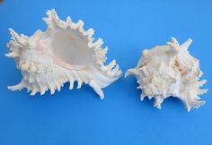 two white sea shells on a blue background