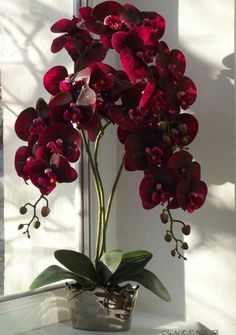 purple orchids in a glass vase on a window sill