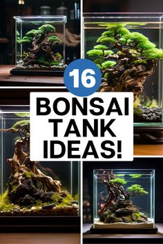 bonsai tank ideas for beginners to learn how to grow and maintain their own trees