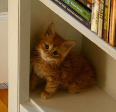 an orange kitten sitting on top of a book shelf next to a bookshelf