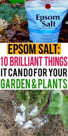 a bag of epsom salt sitting on top of a plant next to a pile of leaves