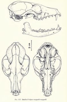 an old book with some drawings of different types of animal skulls and their names on it