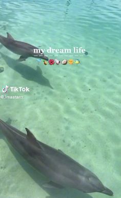 two dolphins swimming in the water with beads on their tails and saying, my dream life