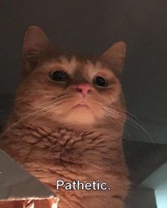 a cat is looking up at something in the air with caption that reads, pathetic